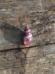 Buccinulum littorinoides