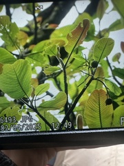 Dillenia reticulata, photograph (c) Adam Kamal, some rights reserved (CC BY)