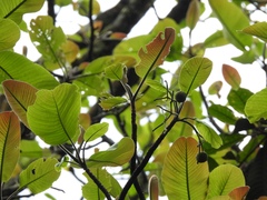 Dillenia reticulata, photograph (c) Adam Kamal, some rights reserved (CC BY)