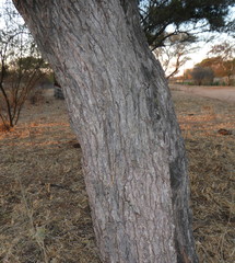 Vachellia robusta robusta