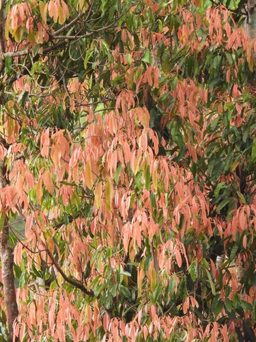 Elateriospermum tapos observed 2025-04-02