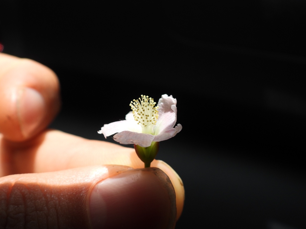 Cratoxylum formosum; photograph (c) Adam Kamal, some rights reserved (CC BY)