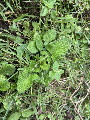 Salvia nilotica, photograph 4