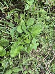 (c) Elliot Greiner, some rights reserved (CC BY) Salvia nilotica, photograph (c) Elliot Greiner, some rights reserved (CC BY)