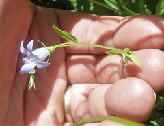 Campanula californica