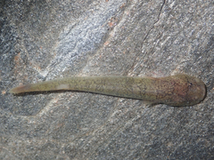 Gouania willdenowi