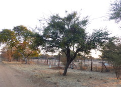 Vachellia robusta robusta