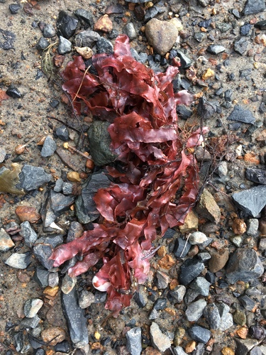 Adamsiella chauvinii, 2019-08-15