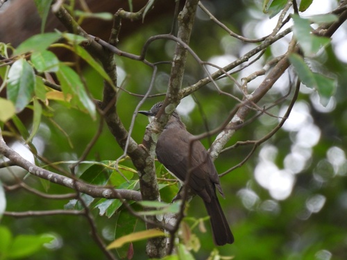 Cinereous Bulbul (Hemixos cinereus), photo 4