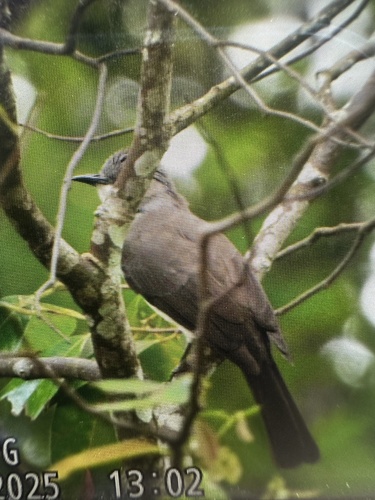 Cinereous Bulbul (Hemixos cinereus), photo 5