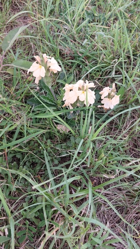 Crossandra subacaulis, photograph 2