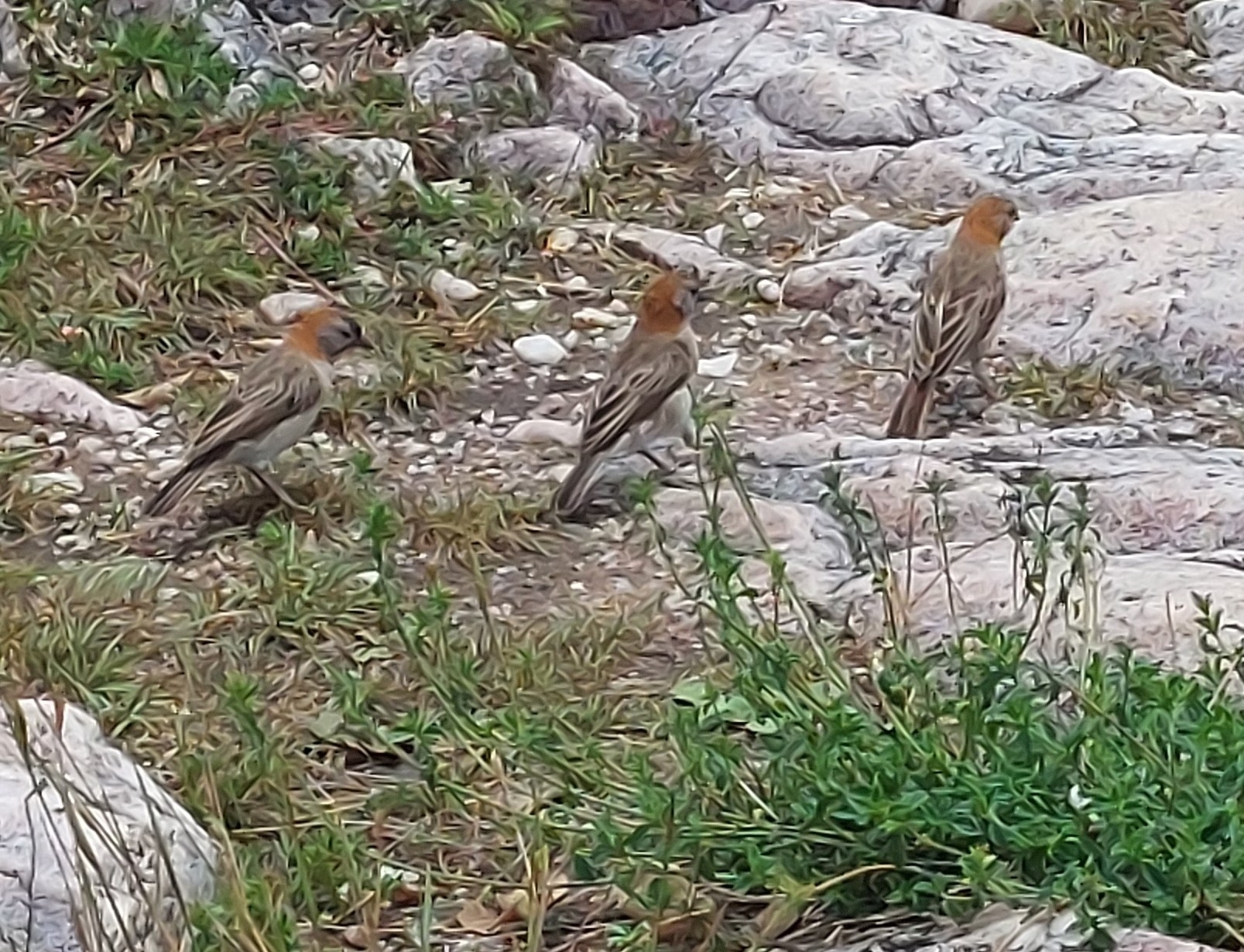 Speckle-fronted Weaver (Sporopipes frontalis), photo 10