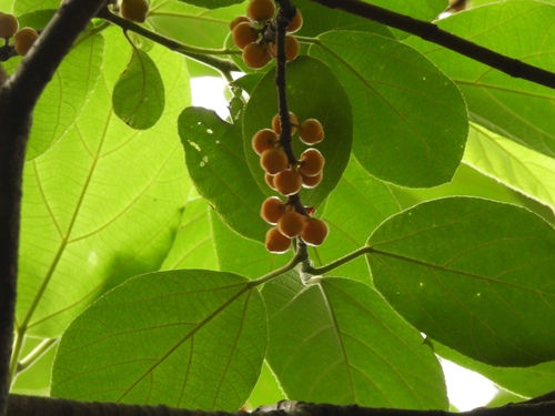 Ficus fulva (Ficus fulva)