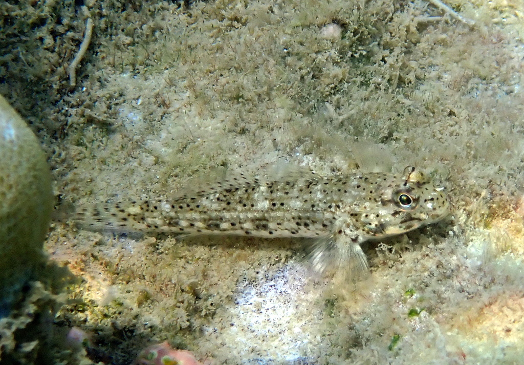 Goldman's goby (Istigobius goldmanni) — Gobiidae