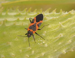 Lygaeus kalmii angustomarginatus
