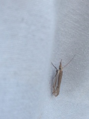 Crambus bidens