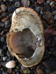 Metacarcinus novaezelandiae