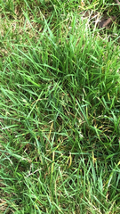 Poaceae