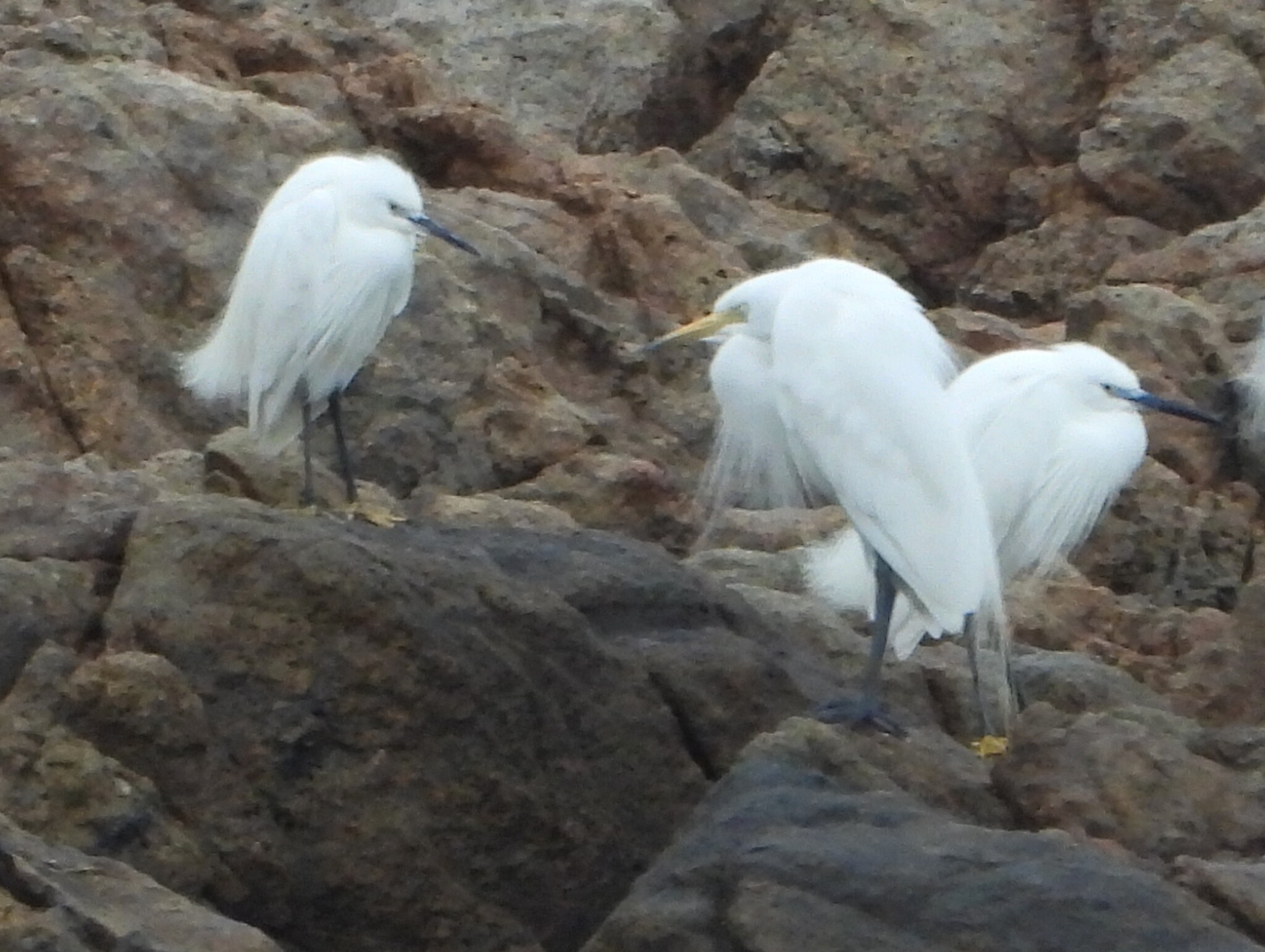 Medium Egret