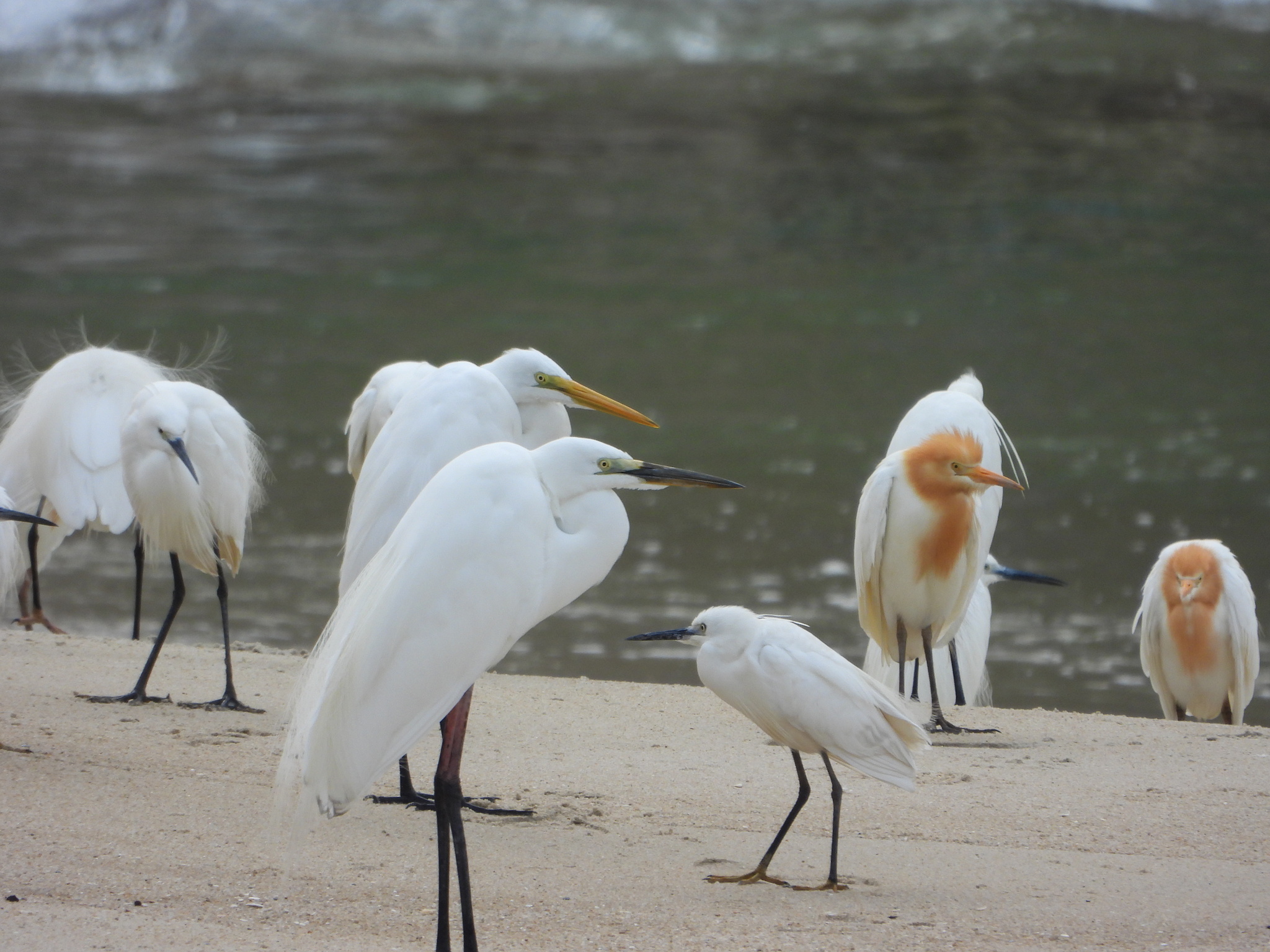 Great Egret