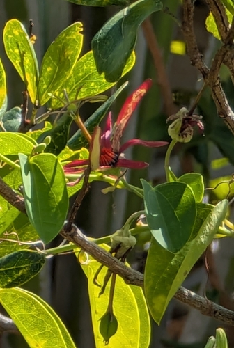 Image of Passiflora cupraea by (c) Alan Prather, some rights reserved (CC BY)