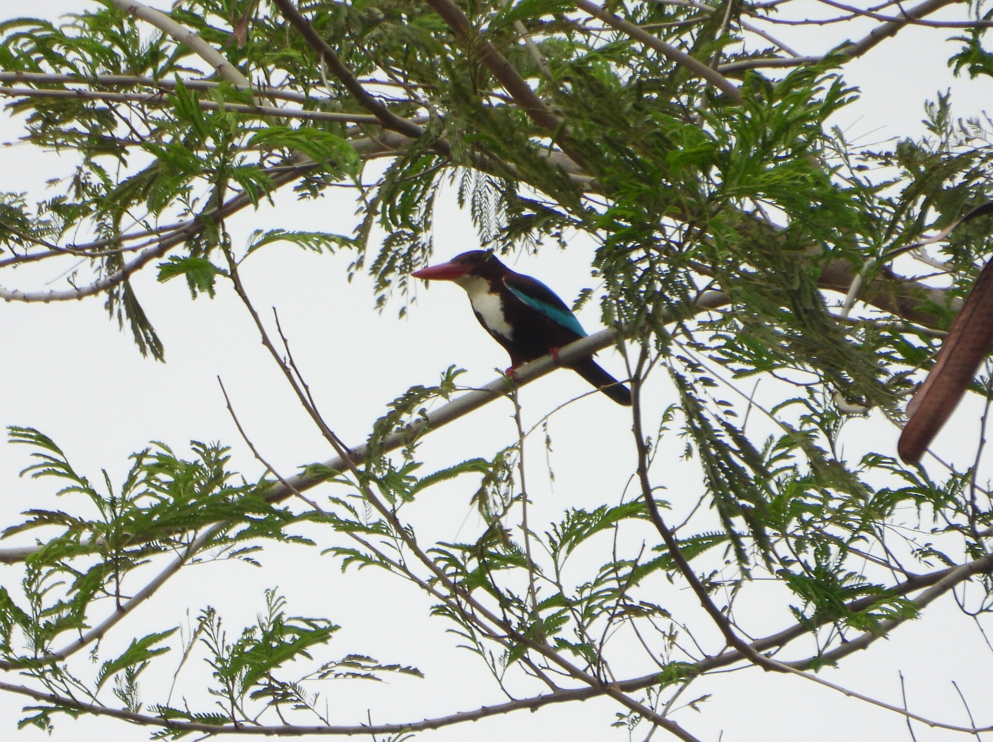 White-throated Kingfisher