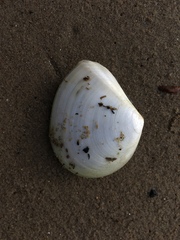 Macomona liliana