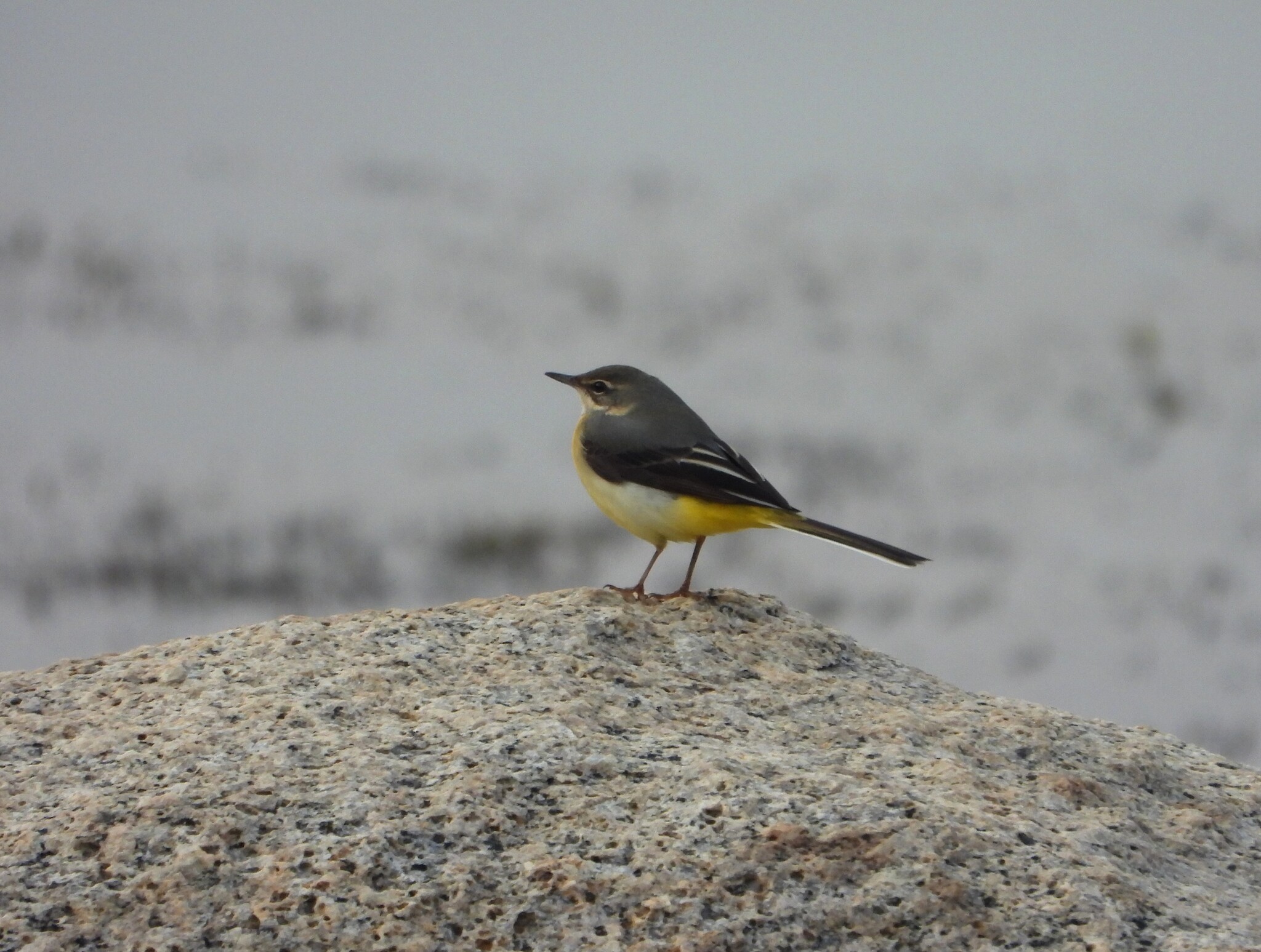 Grey Wagtail