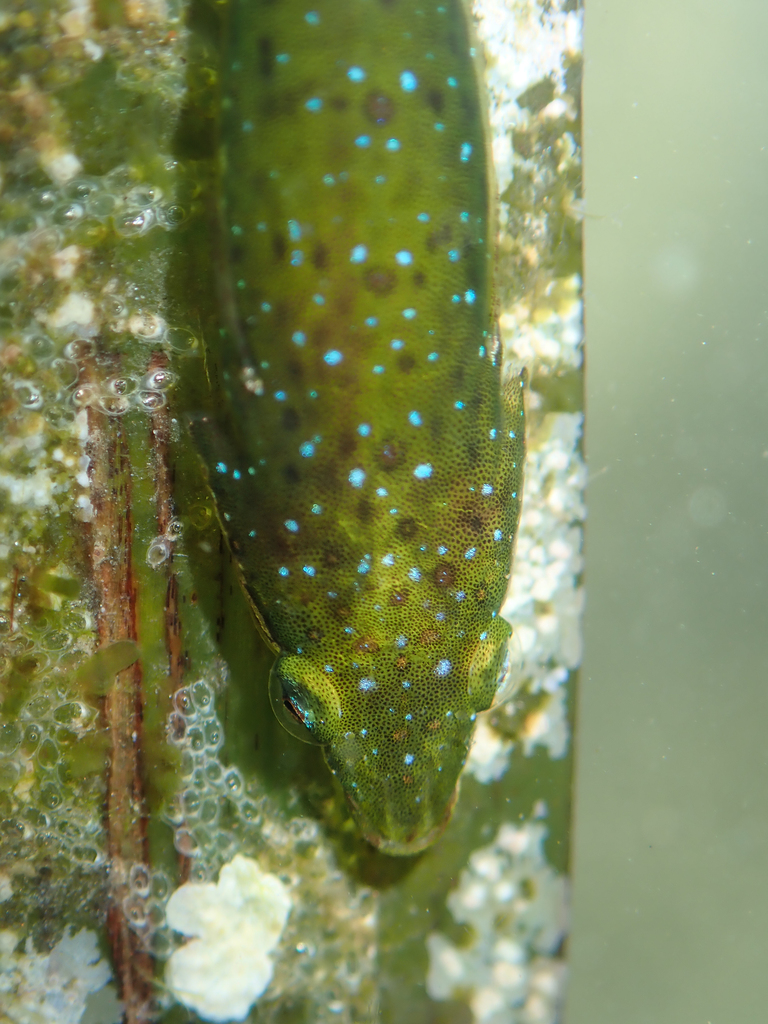 Spindly clingfish