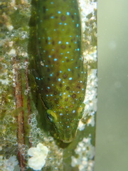 Spindly Clingfish photo 2