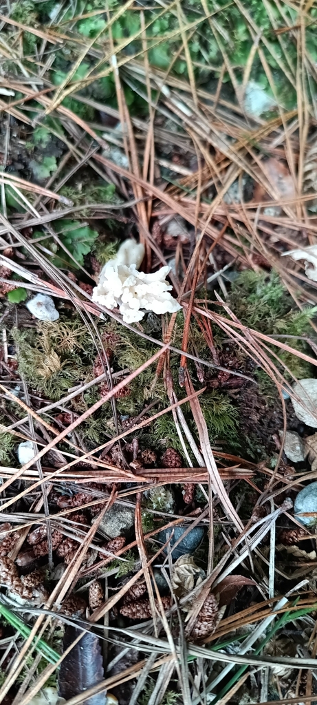Clavulina rugosa · March 2025 · photo: © ekojeo (iNaturalist, cc-by)