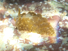 Spurilla neapolitana