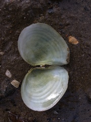 Macomona liliana