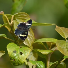 Diaethria anna