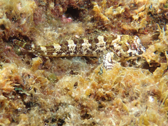 Lipophrys trigloides