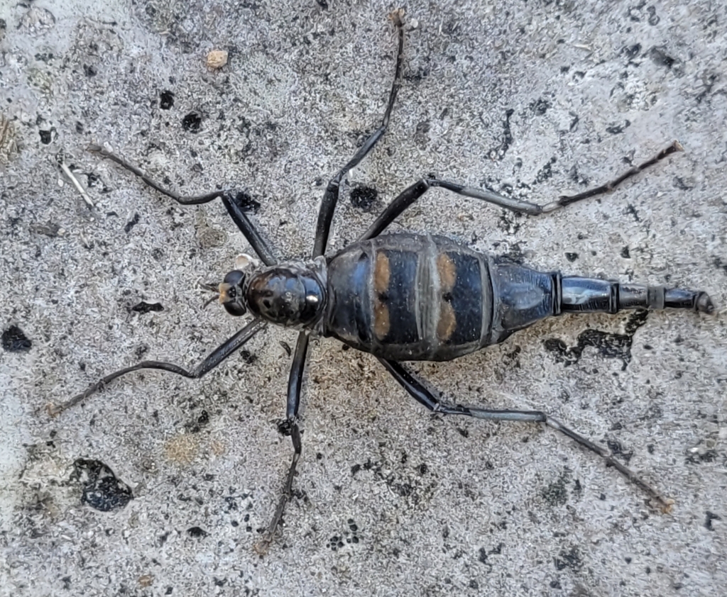 Australian Wingless Soldier Fly