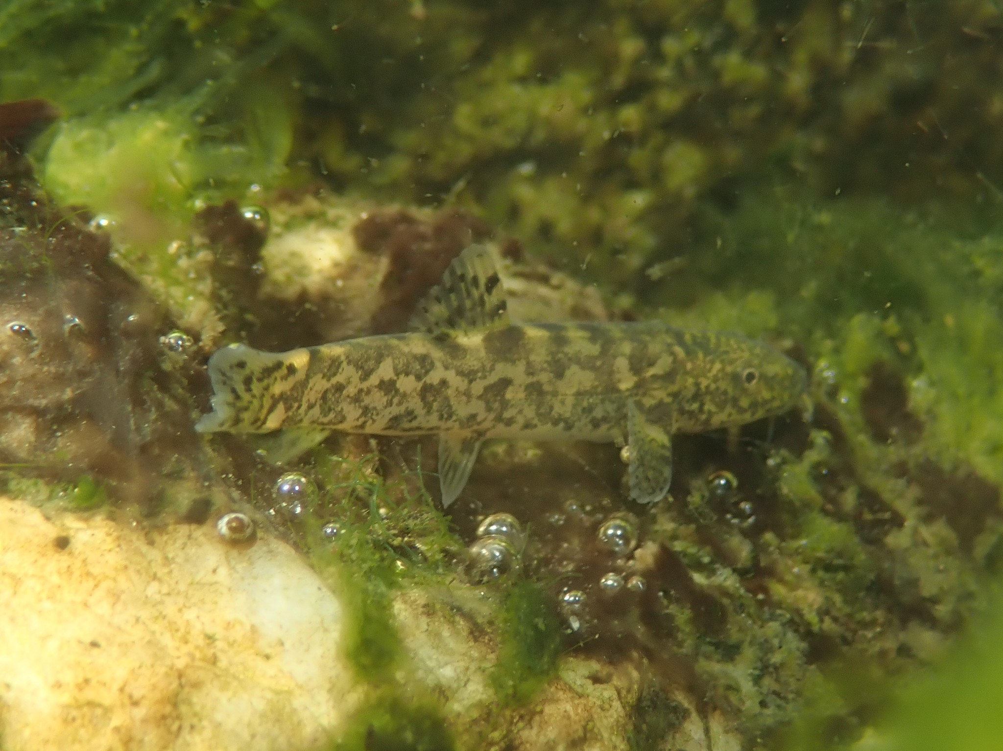 Leopard Stone Loach photo 4