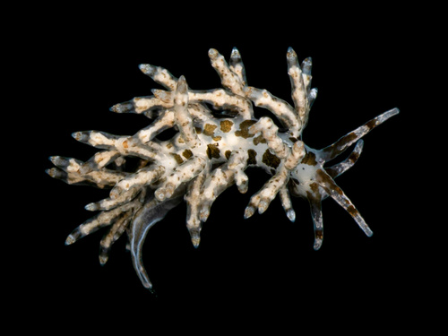 Capellinia fustifera