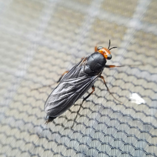 Sugarcane Soldier Fly photo 4