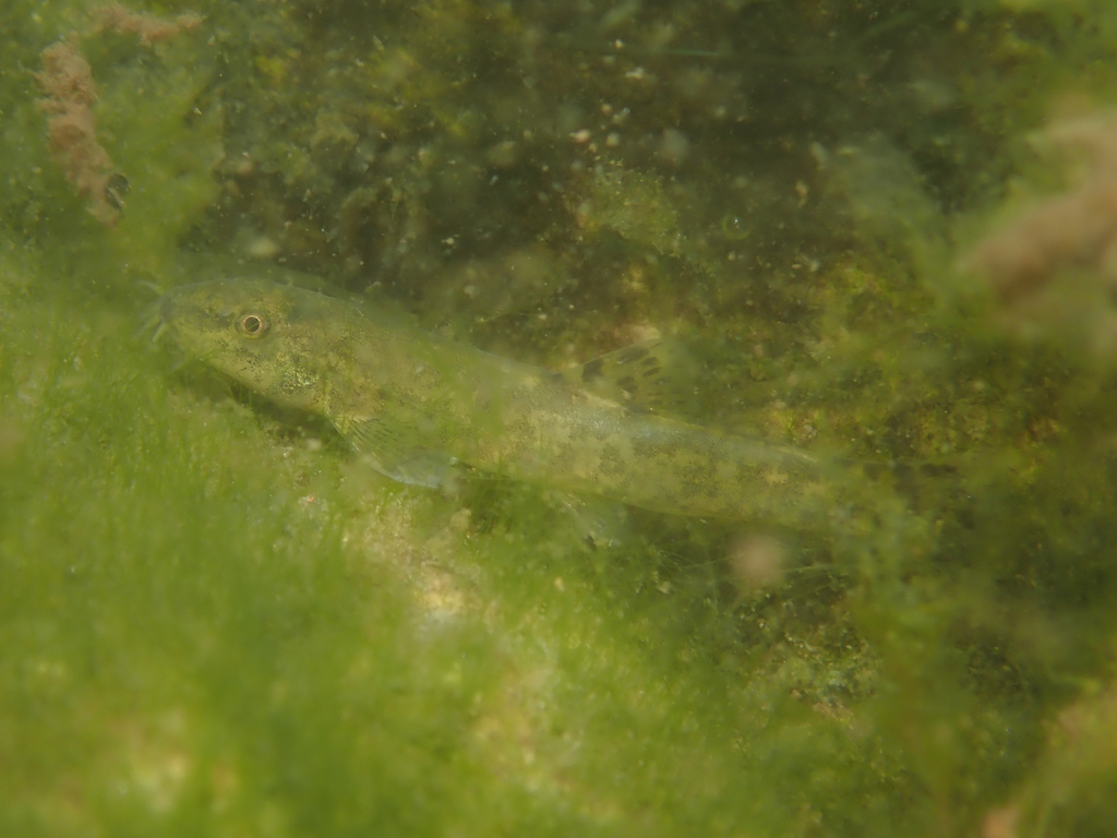 Leopard Stone Loach
