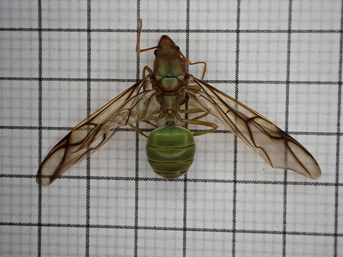 African Weaver Ant