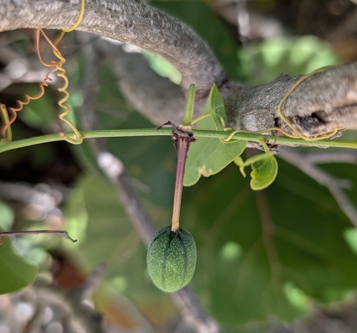 Image of Passiflora cupraea by (c) Alan Prather, some rights reserved (CC BY)