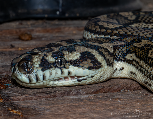 Coastal Carpet Python sighting