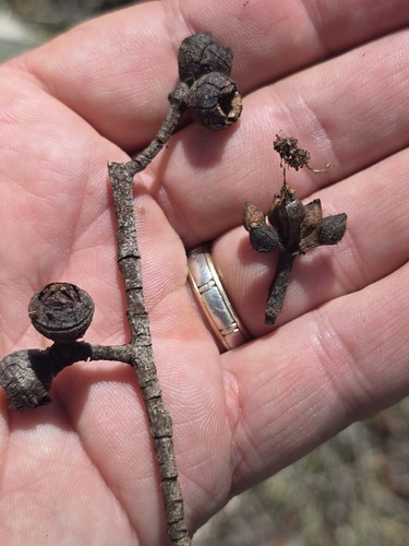 Eucalyptus youmanii observed 2025-03-22