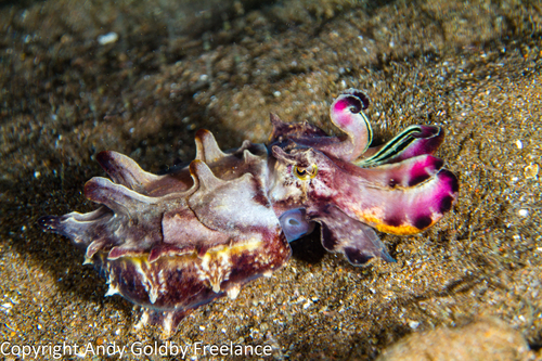 Flamboyant Cuttlefish