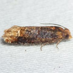 Eucosma ochroterminana