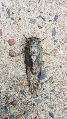 Neotibicen canicularis