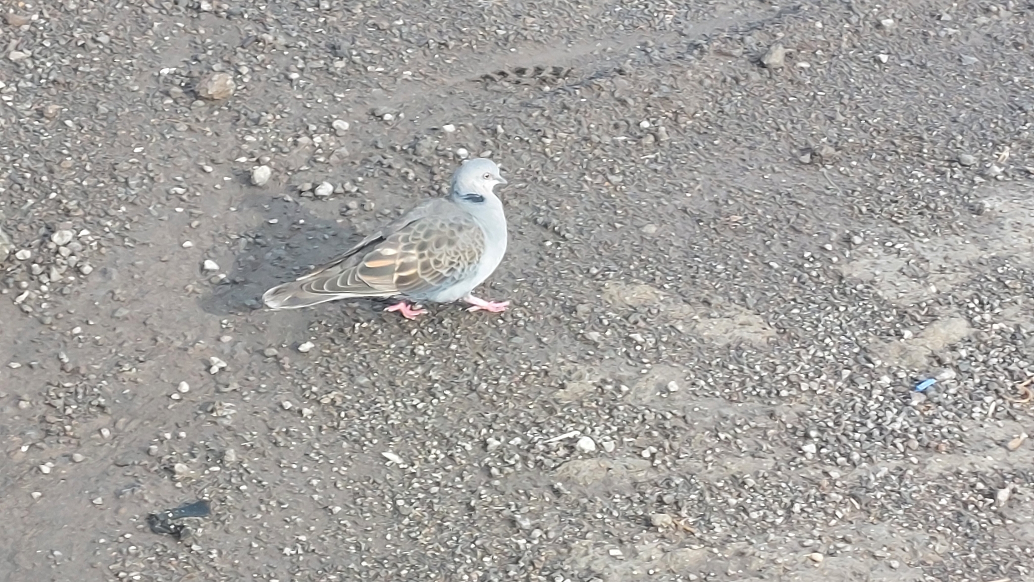 Dusky Turtle Dove (Streptopelia lugens), photo 9