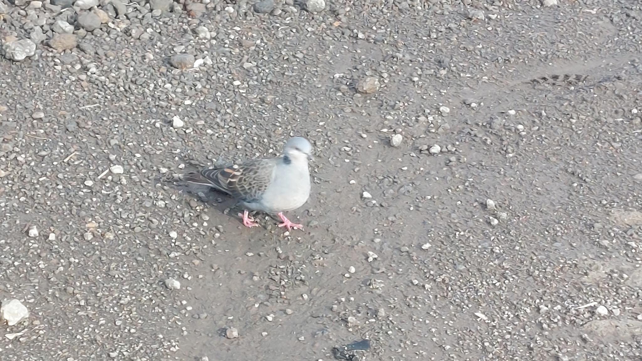 Dusky Turtle Dove (Streptopelia lugens), photo 10