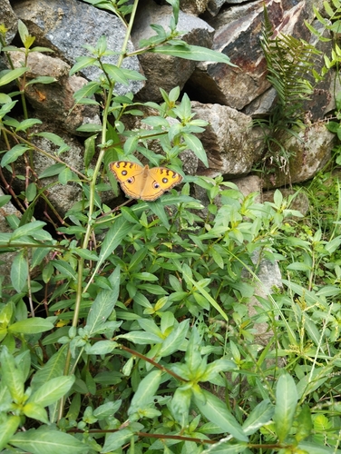 Peacock Pansy
